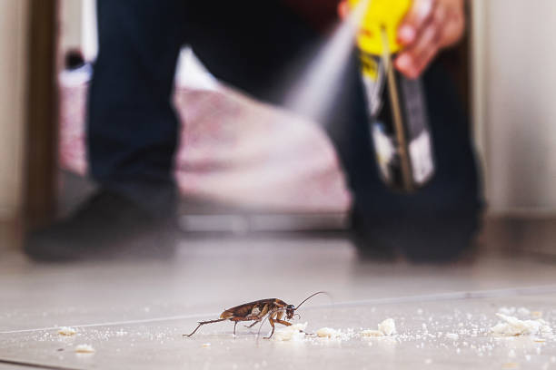 Best Wasp Removal Services  in Fairfield, AL