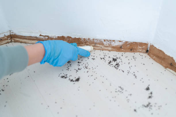 Best Residential Pest Control  in Fairfield, AL