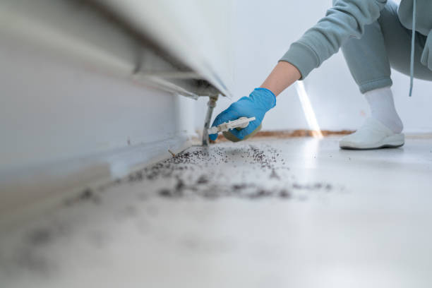 Best Spider Control Near Me  in Fairfield, AL